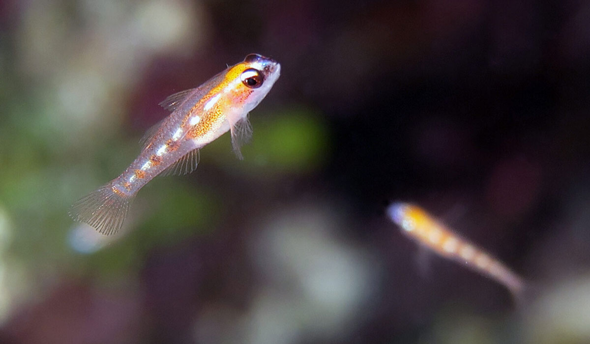Fish