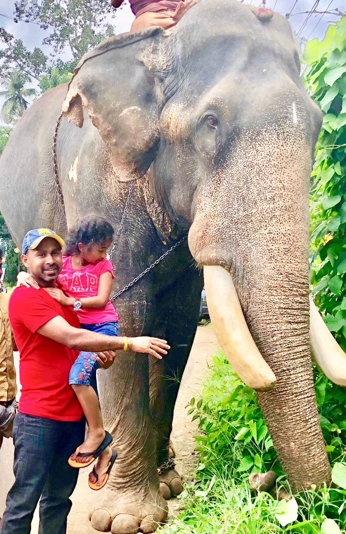 Ajiesh George, DPT’15, went for an evening walk with a pet elephant while visiting his family in Kerala, India.