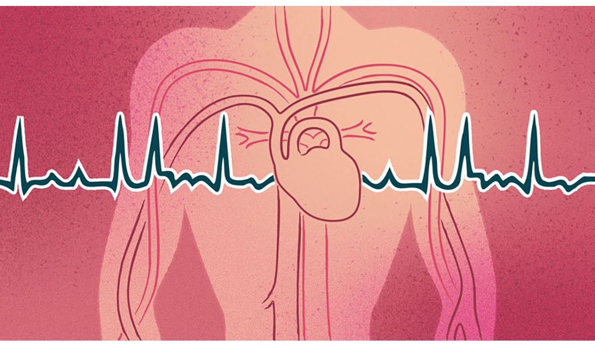 Heart Arteries Veins Pulse BPM