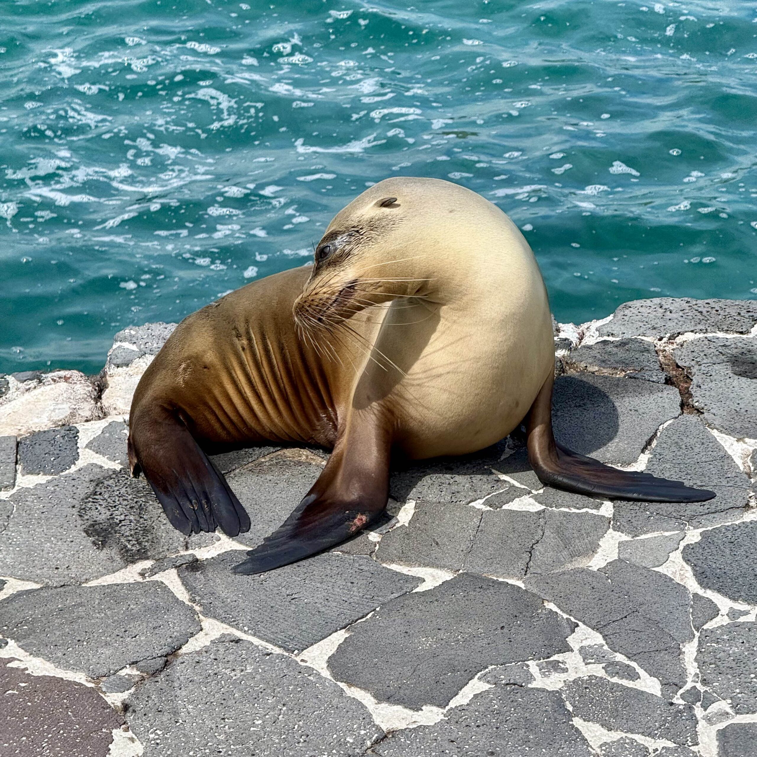 A sea lion bends toward its tail with teal water behind it.