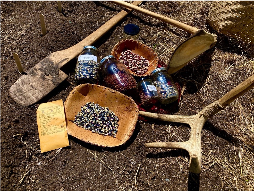 Seeds prepare to be planted in the Indigenous Collaborative Garden.