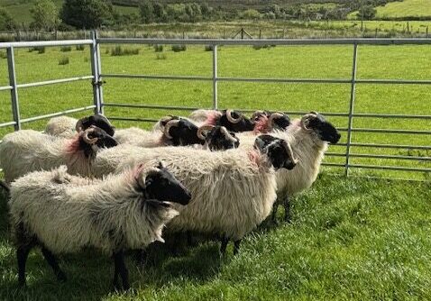 A heard of sheep gather behind a gate in Ireland.