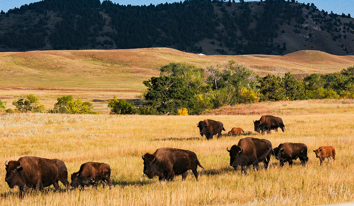 National Parks And Lodges 1200x700