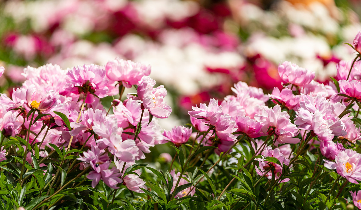Matthaei Botanical Gardens; Joe Mooney