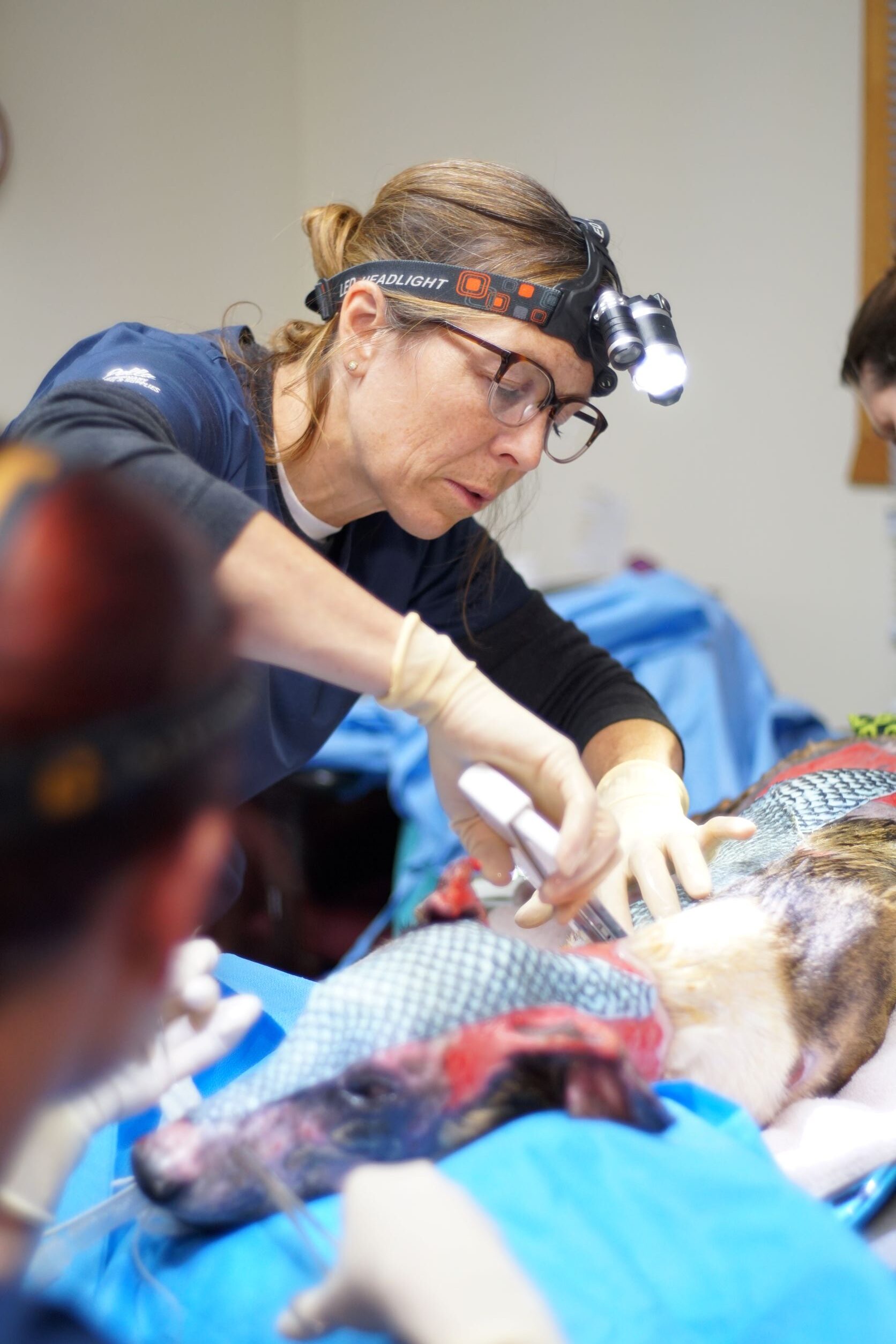 Oakley Treating Dog With Burns Applying Fish Skin