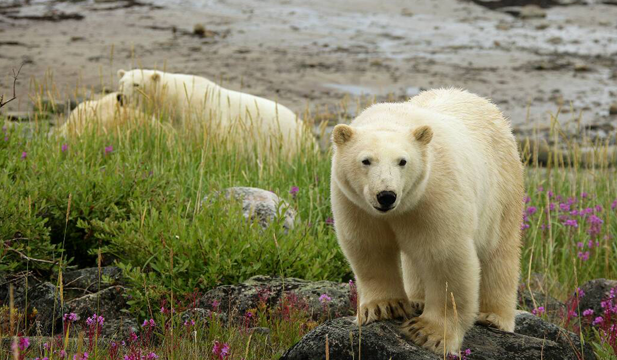 Polar Bears 1200x700
