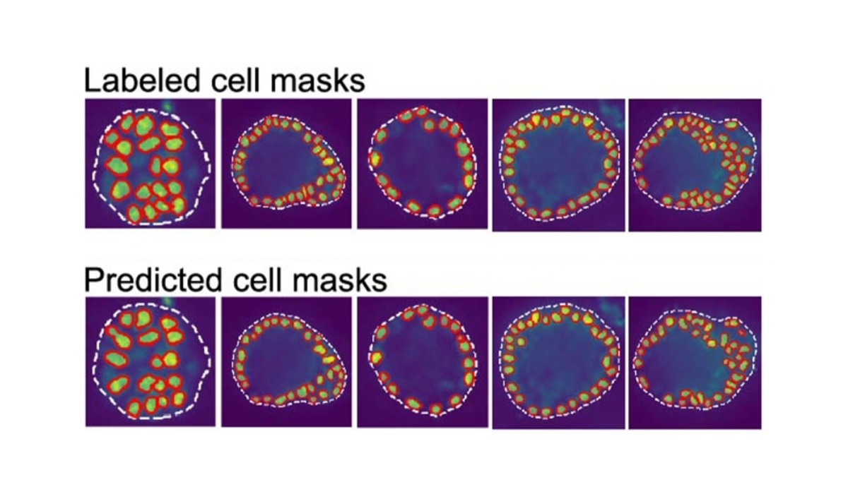 Resize Image Project (98)