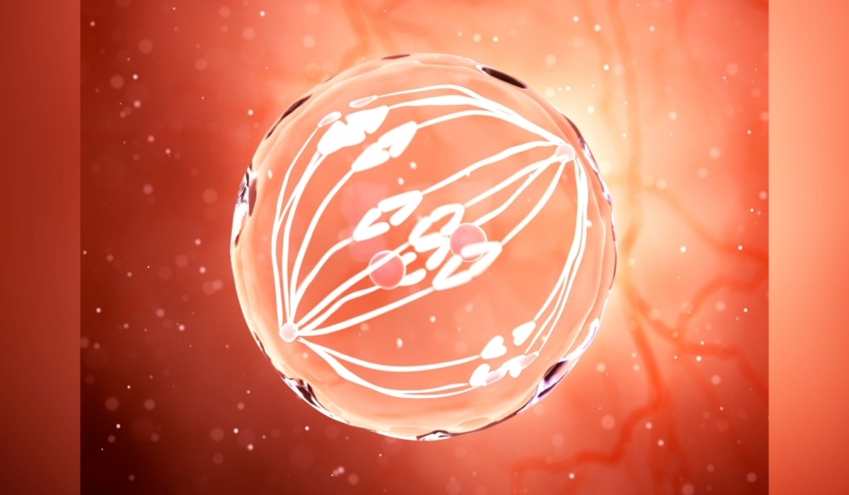 Resize Image Project (99)