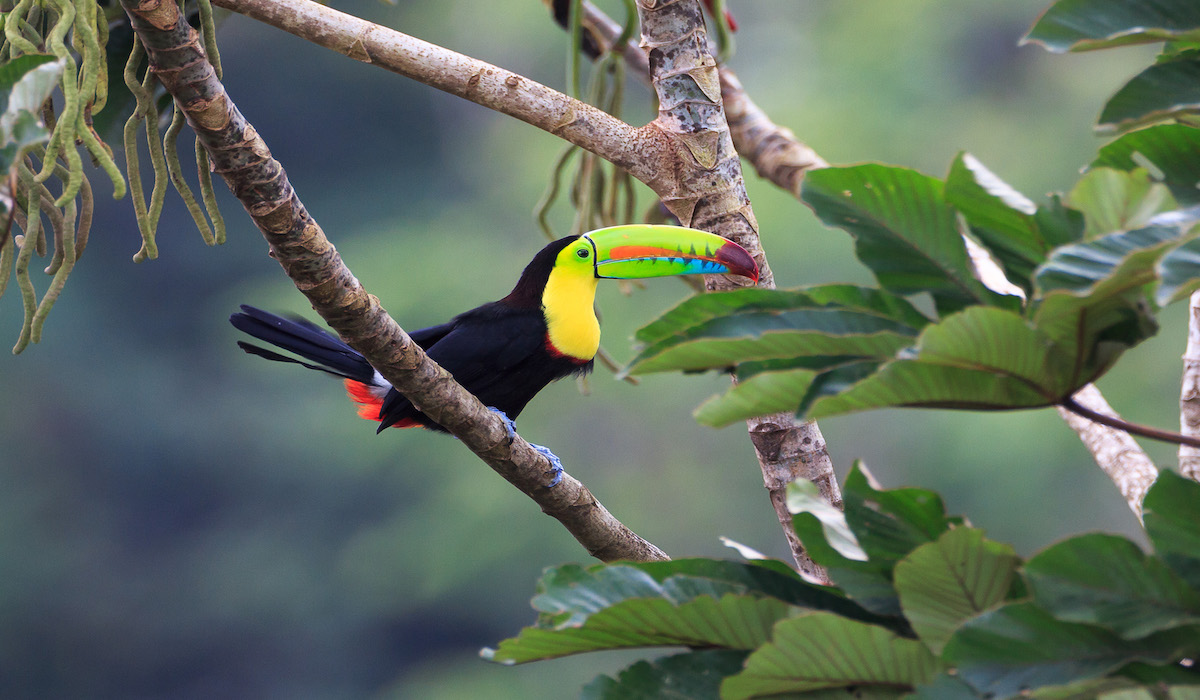 Rainbow,Toucan,Sees,Lunch,On,The,Tree.