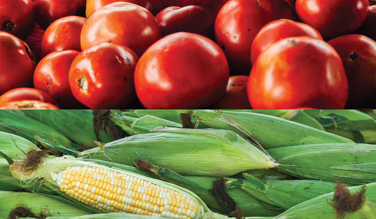 Maize Graze: Summer Primer: Tomatoes and Corn