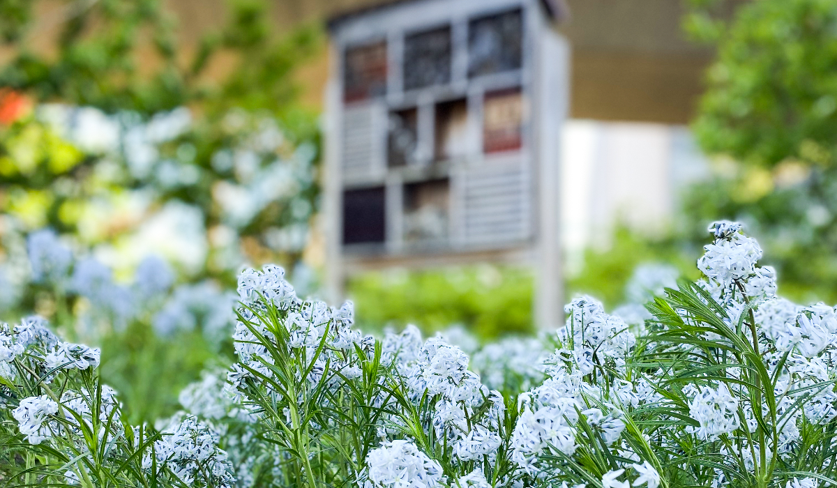 White flowers and green grass are in the foreground, a blurry set of wooden shelves with bee homes is behind the flowers.