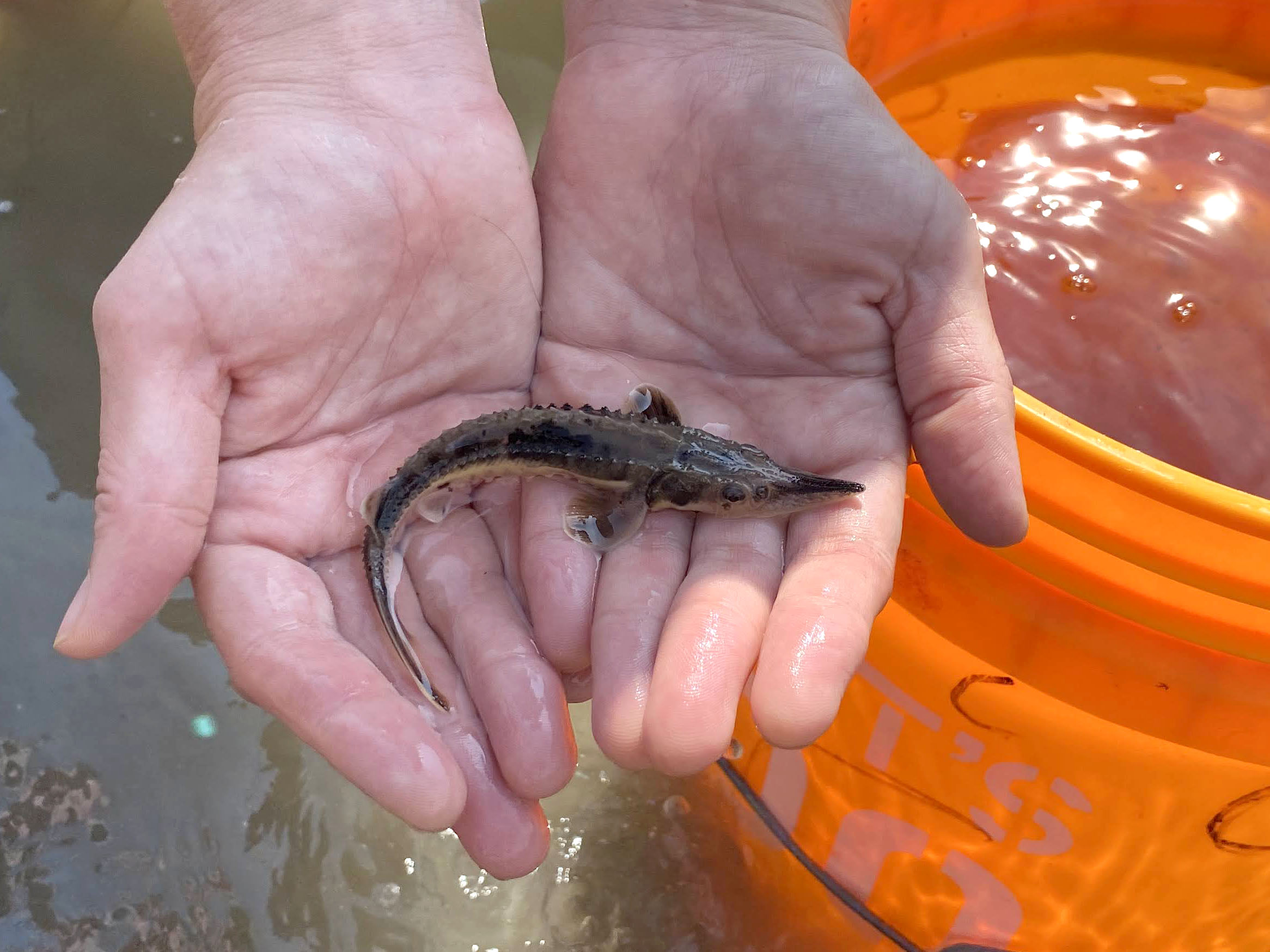 A baby sturgeon in two hands over water with a orange bucket in the background.