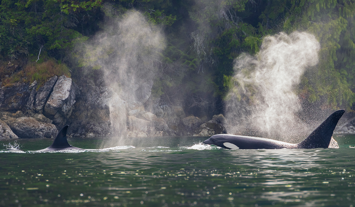 San Juan Islands 1200x700