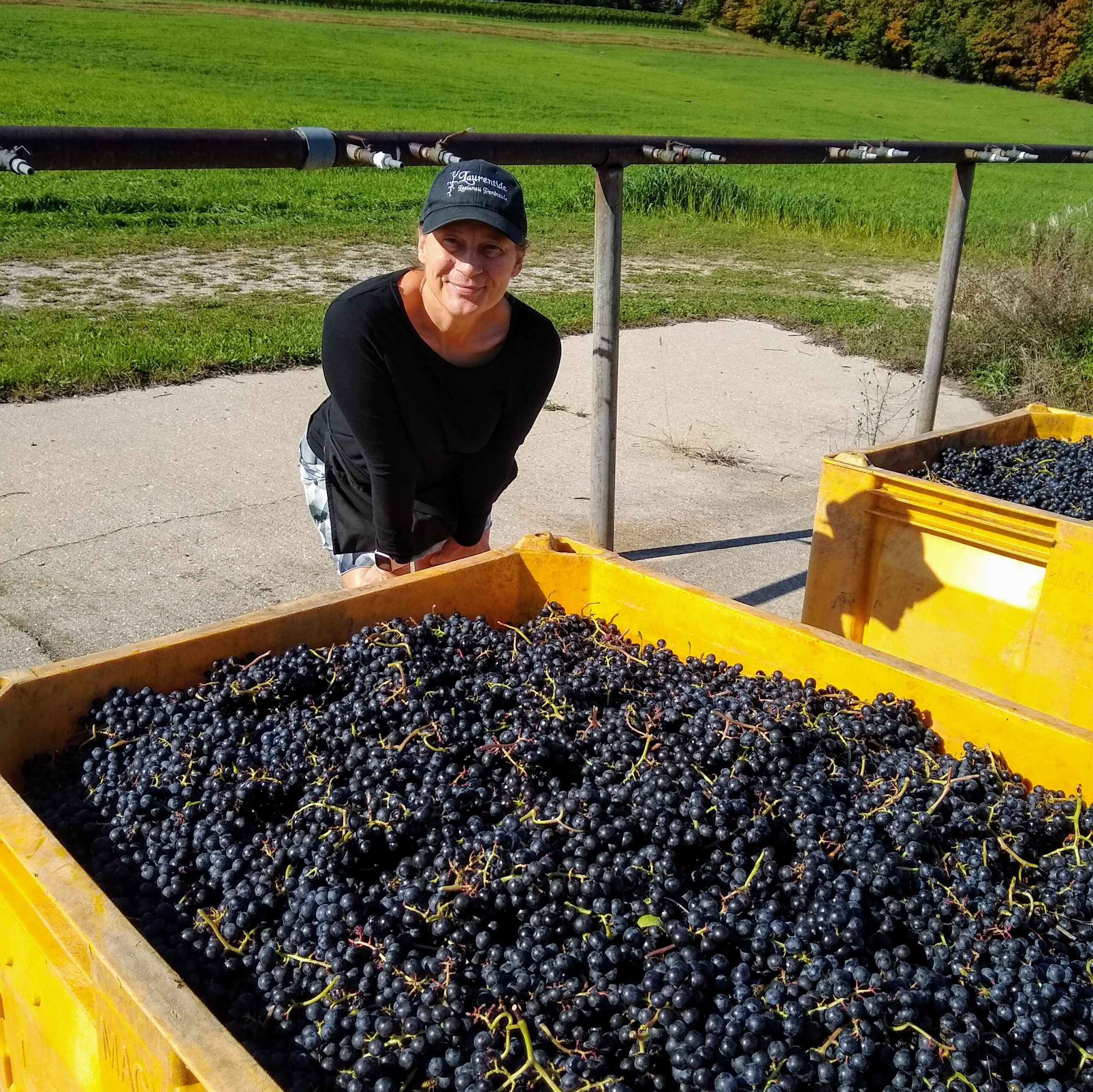 Susan Braymer poses with a red grape harvest.