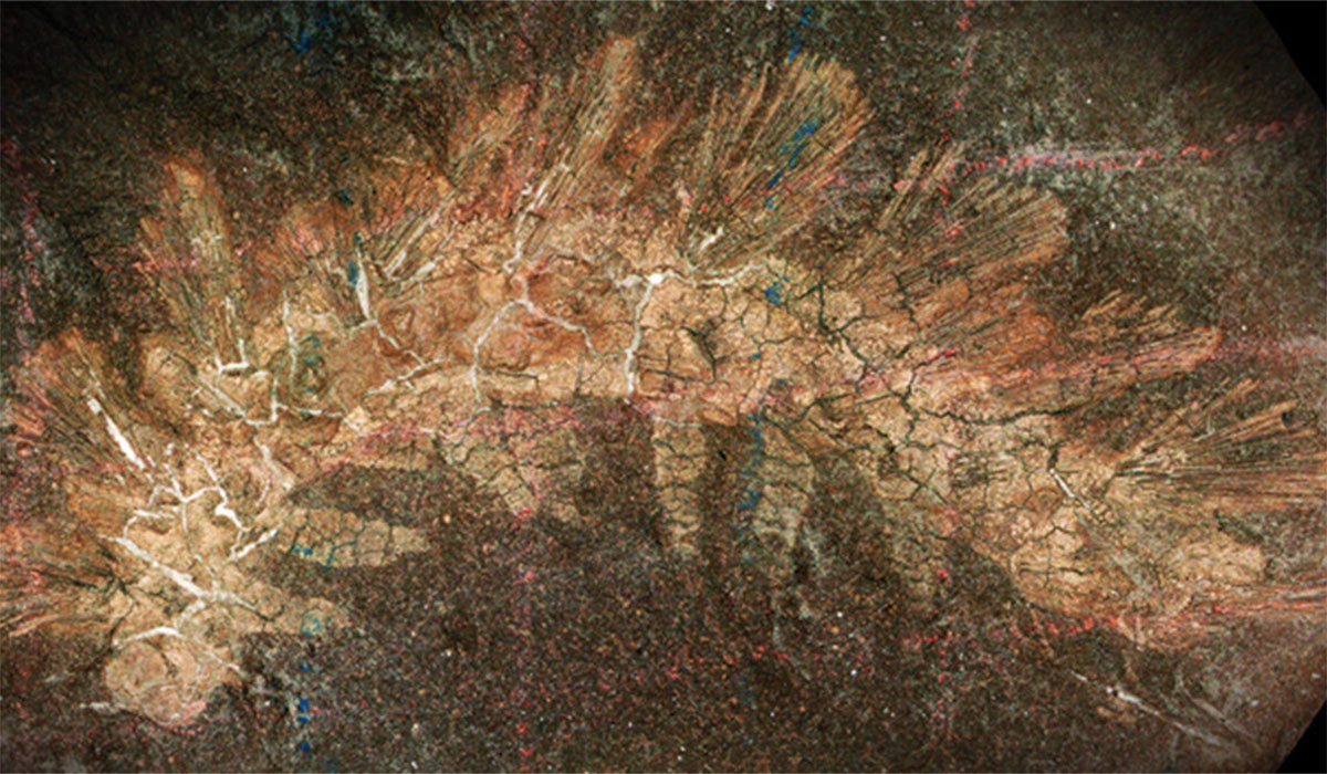 A Fossils 150 Year Journey From Misidentification To Evolutionary Insight Palaeocampa Anthrax