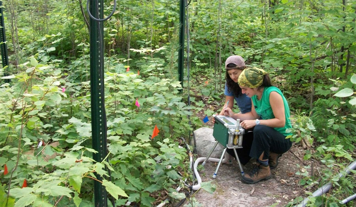 A Leaky Sink Carbon Emissions From Forest Soil Will Likely Grow With Rising Temperatures 1536x1152