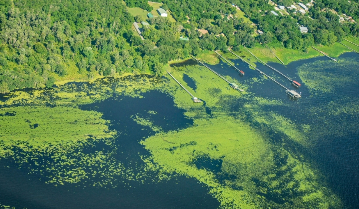 Algae Lake Houses Water Docks 0