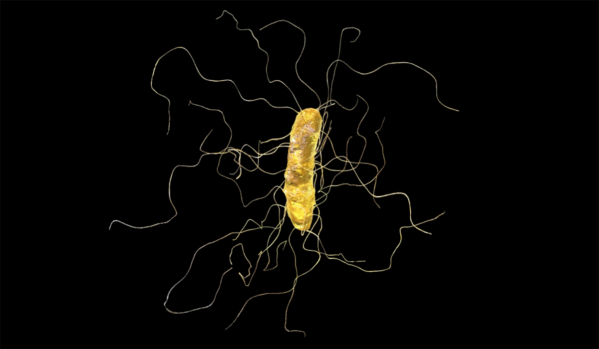 Bacteria Cell Microscopic Flagella Bacterium