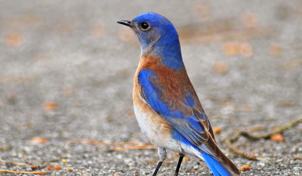 Bird