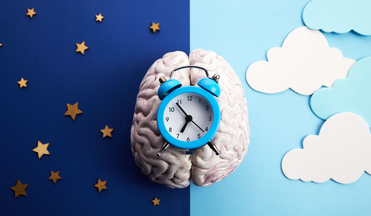 The Circadian Rhythms Are Controlled By Circadian Clocks Or Biological Clock