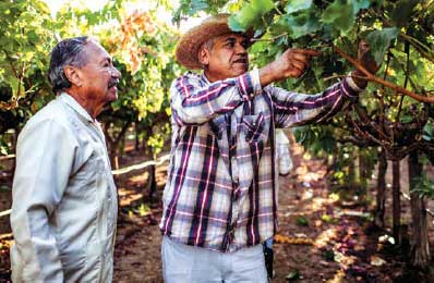 Arturo Rodriguez watches worker Jesus Navarrese examining table grapes at Forty Acres, a parcel of land in Delano, California, that became the headquarters for the United Farm Workers in the late 1960s. In July 1970, Delano-area table grape growers filed into the union hall at Forty Acres to sign their first union contracts.