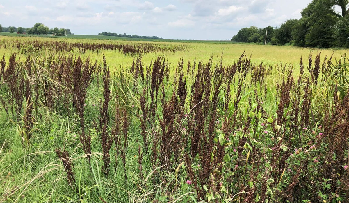 Dicamba Drift New Use Of An Old Herbicide Disrupts Pollinators Plant Patch 1536x1152