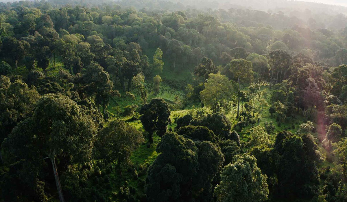 Diverse Forests Hold Huge Carbon Storage Potential As Long As We Cut Emissions Study Shows Desta Coffee Jungle Farm Ethiopia 1536x864