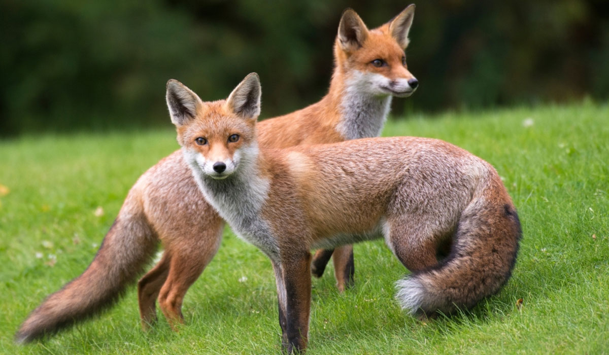 Forest Green Grass Red Fox