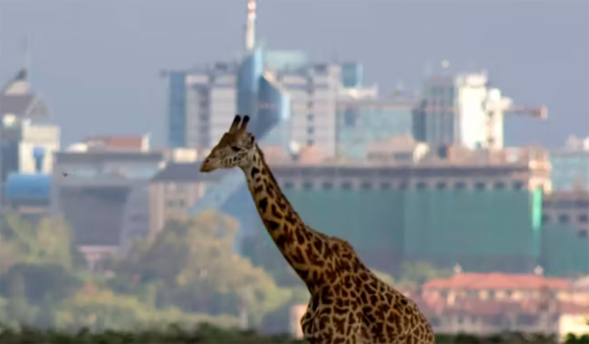 Giraffe In City