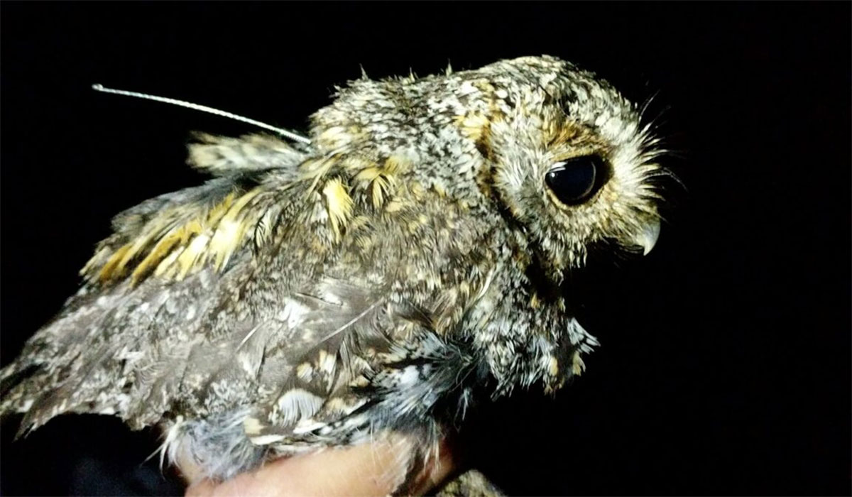 How Animal Tracking Data Can Help Preserve Biodiversity Animal Tracking Flammulated Owl 1152x1536