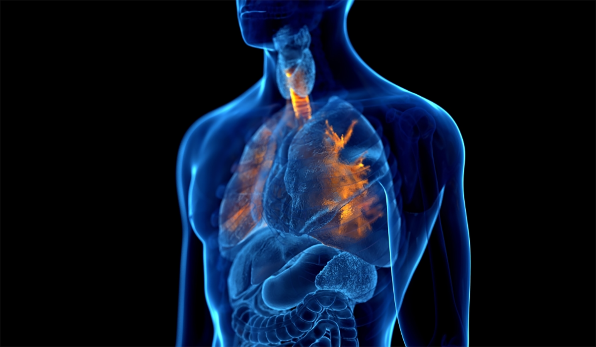 Human Body Bronchi Esophagus Lungs 0