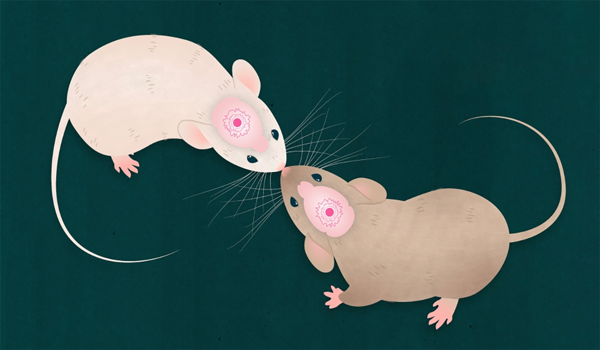 Mice Kissing Brain Activity Socializing