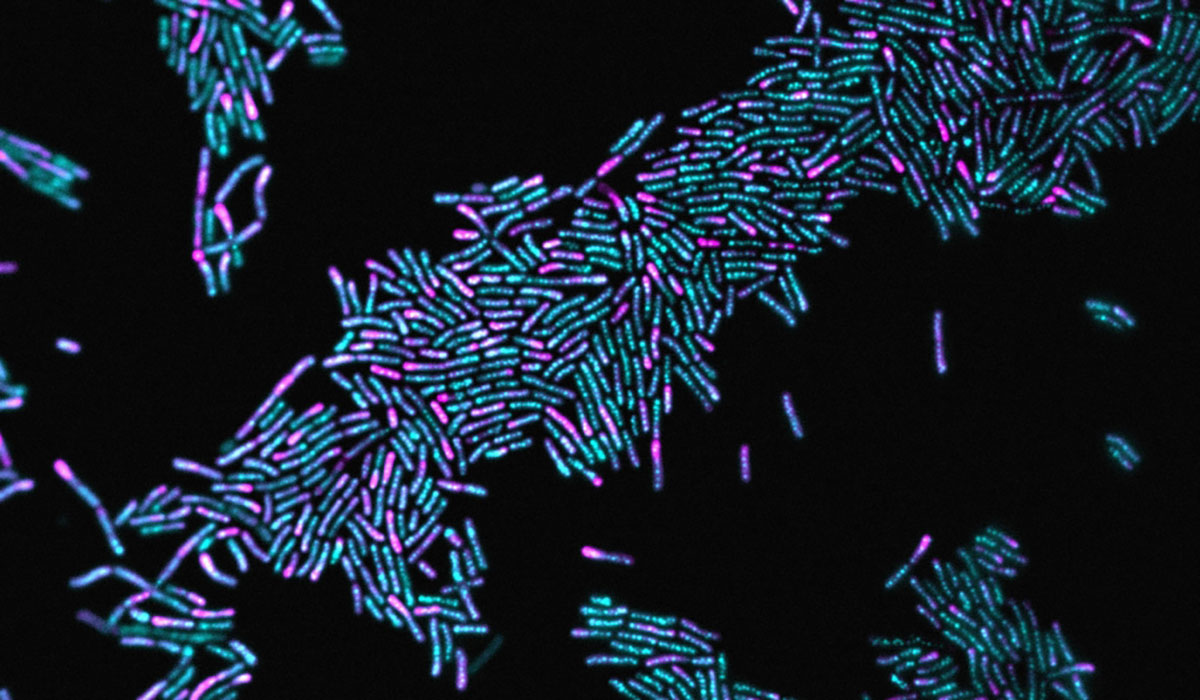 Microbes Bacteria Microscopic Slide Specimen