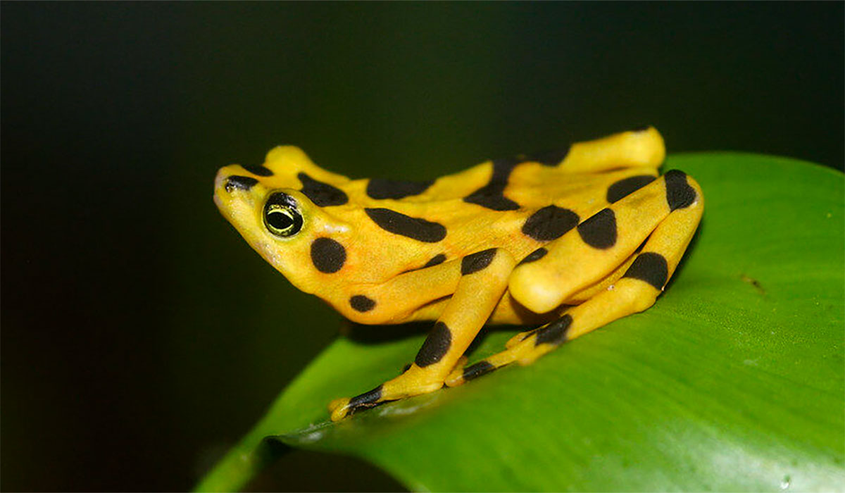 Missing Link In Species Conservation Pharmacists Chemists Could Turn Tide On Plant Animal Extinction Panamanian Golden Frog