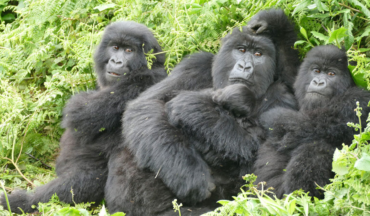 Most Species Including Humans Who Experience Early Life Adversity Suffer As Adults How Are Gorillas Different Ubufatanye With Family Dian Fossey Gorilla Fund 1536x1152