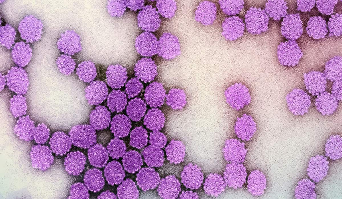 National Institute Of Allergy And Infectious Diseases WCN8lfZX4ZI Unsplash