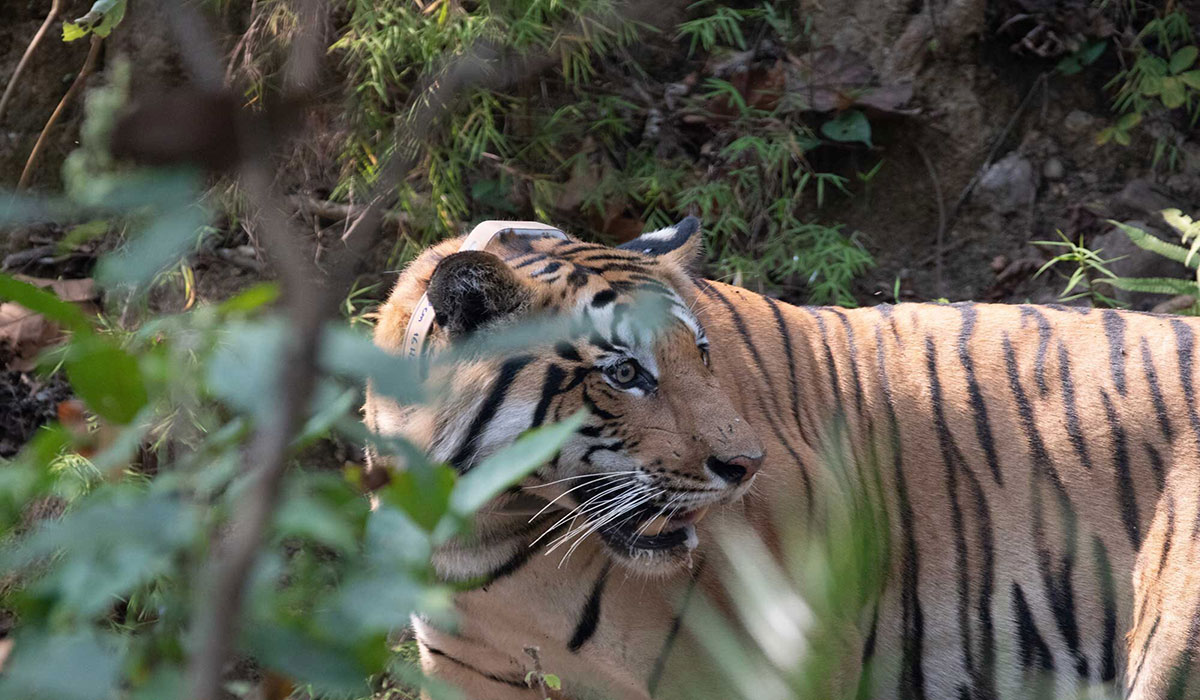 Nepal Tiger