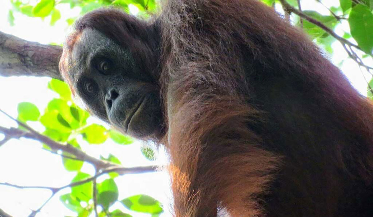 New Methods Of Conservation Needed To Prevent The Extinction Of Great Apes