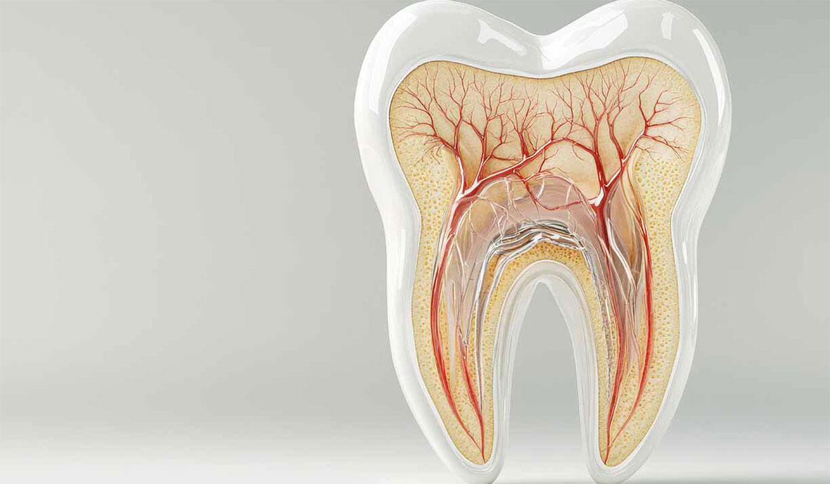 Ouch Tooth Nerves That Serve As Pain Detectors Have Another Purpose Tooth Protectors 1