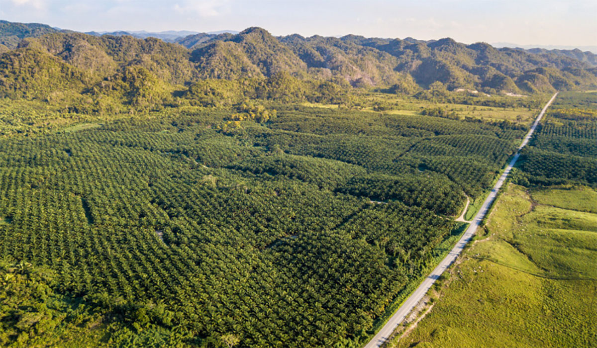 Palm Oil Plantations And Deforestation In Guatemala Certifying Products As Sustainable Is No Panacea