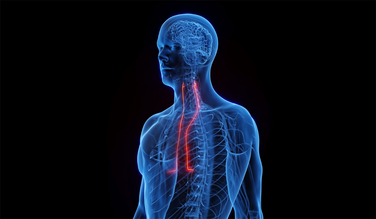 Phrenic Nerve Body Diagram Human