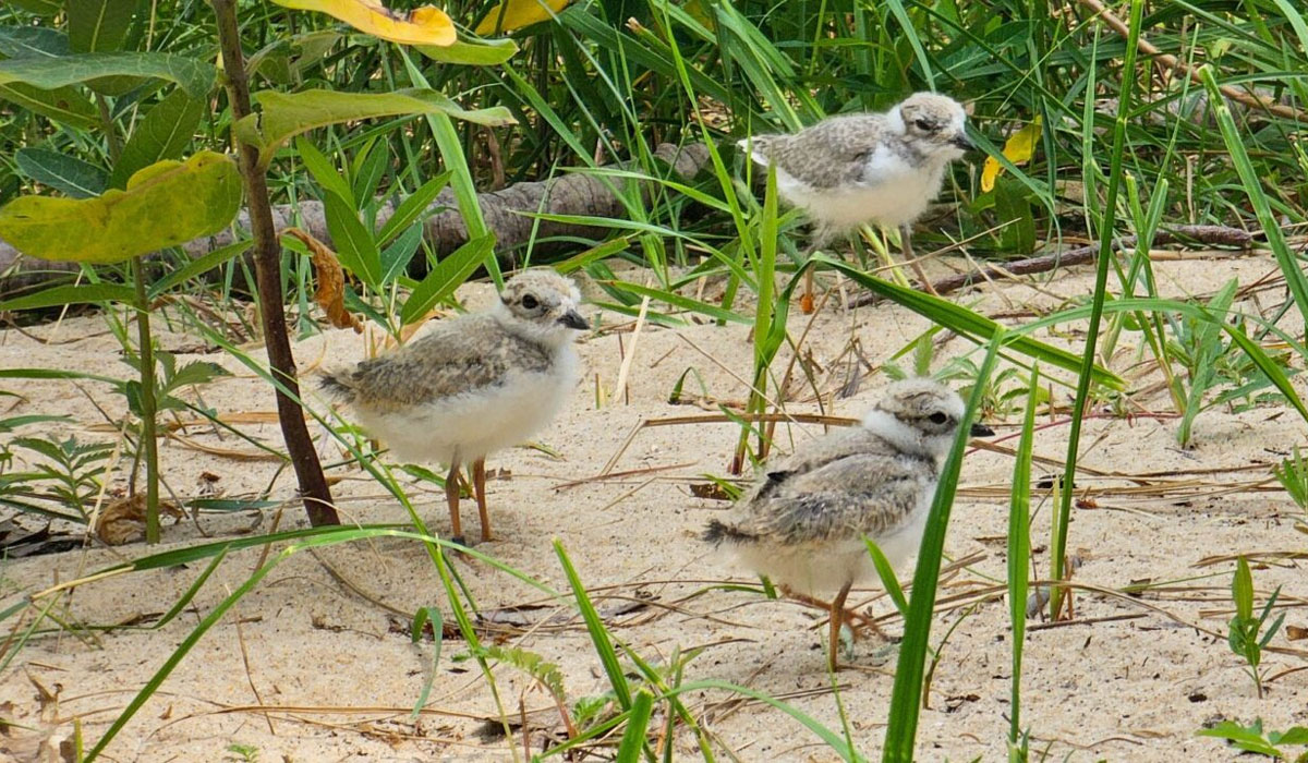 Piping Plover Saving Great Lakes Shorebirds And Shorelines 4. Plovers 1536x717