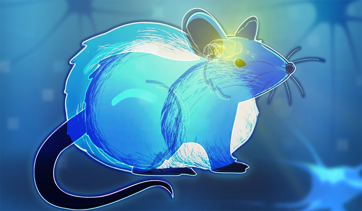 Rat Blue Bright Brain Yellow