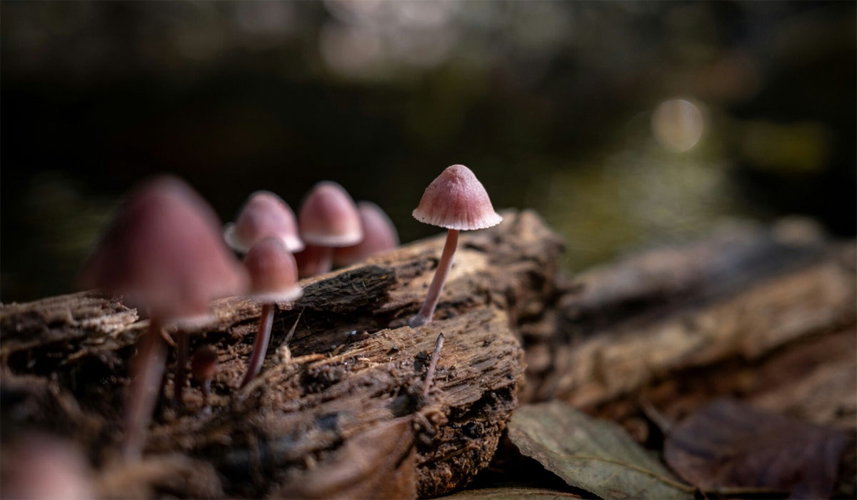 Seasonal Allergies Caused By Fungal Spores Now Start Three Weeks Earlier Under Climate Change Spore Season Mushroom Laura Espana Unsplash