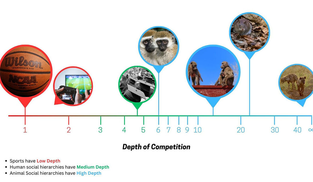 Shallow Sports And Deep Social Hierarchies Not All Pecking Orders Are Created Equal