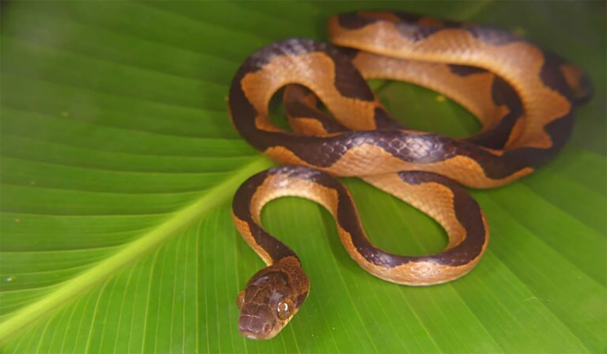 Snakes Do It Faster Better How A Group Of Scaly Legless Lizards Hit The Evolutionary Jackpot Cat Eyed Snake 768x510
