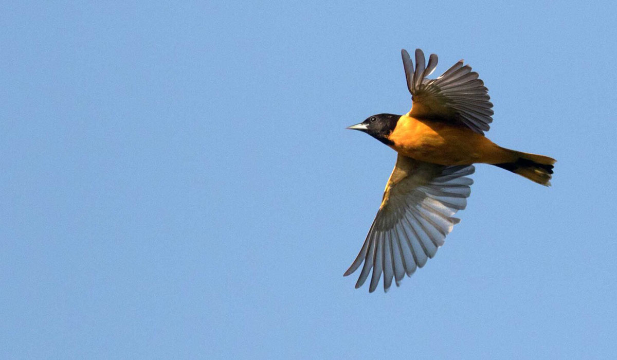Space Weather Disrupts Nocturnal Bird Migration Study Finds Oriole 1536x834
