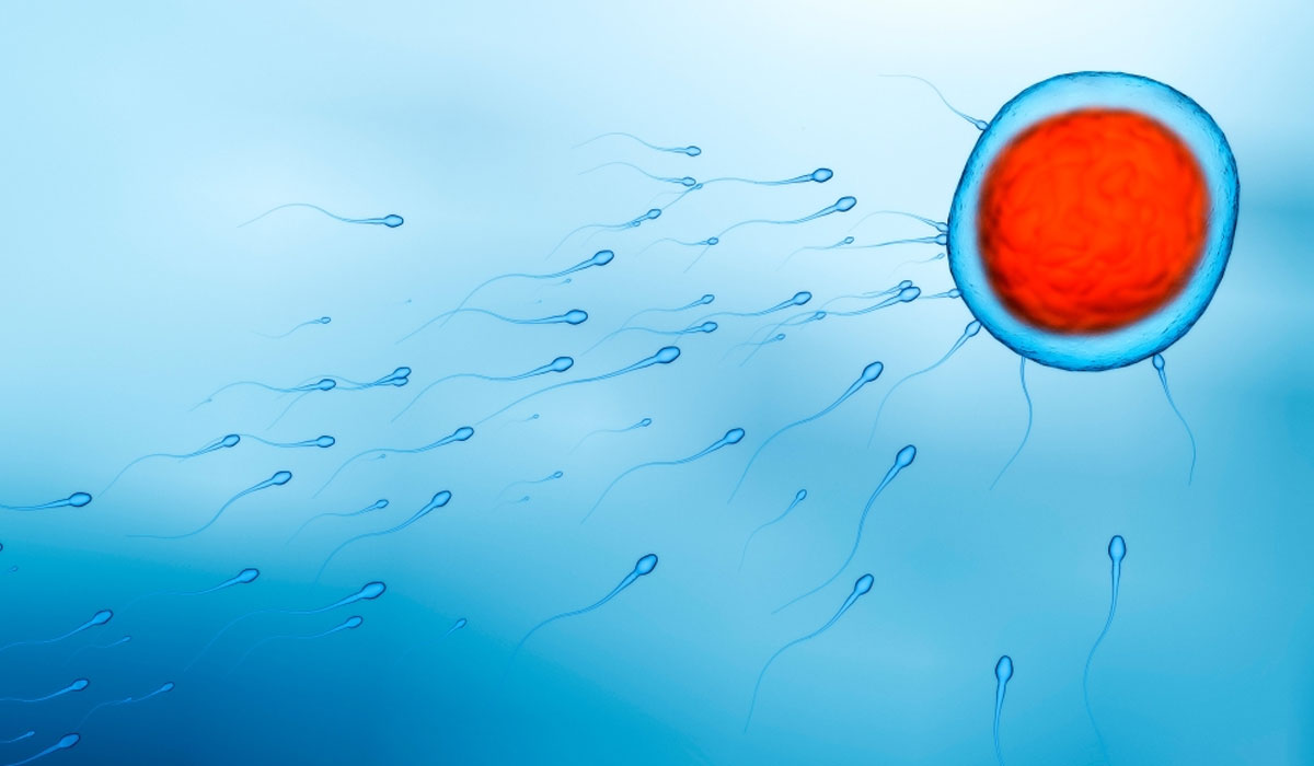 Sperm Egg Fertilisation Swimming Cell