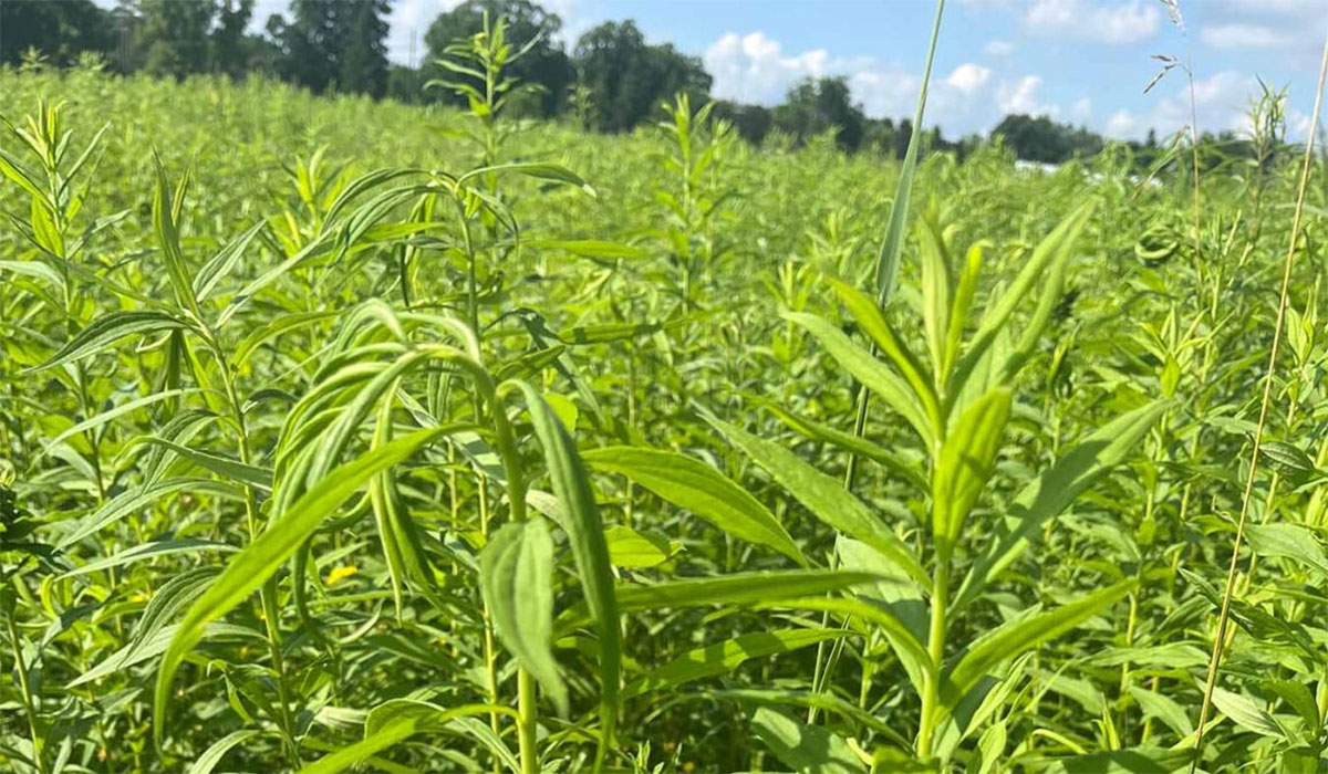 Study Goldenrods More Likely Evolve Defense Mechanisms In Nutrient Rich Soil Nodding Erect Goldenrod 1152x1536
