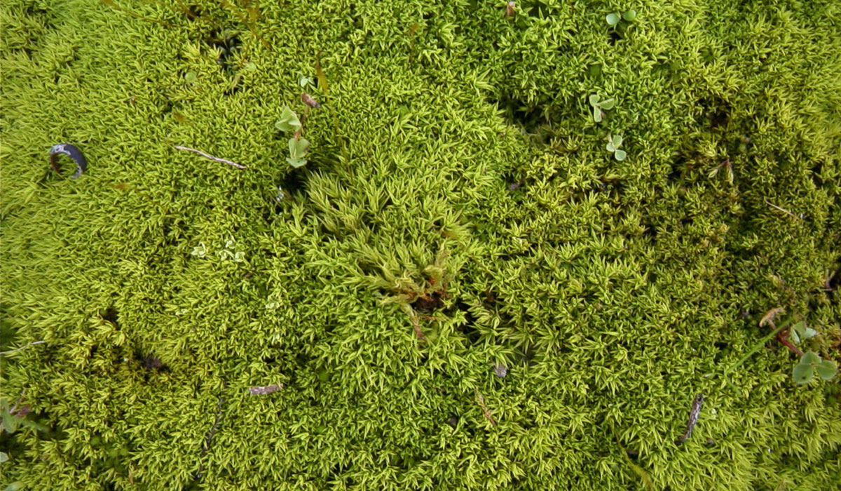 Study Modest Moss Supports Billions Of Tons Of Carbon Storage Soil Crust AK 1536x1029